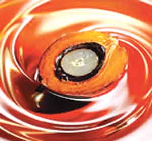 palm oil palm oil