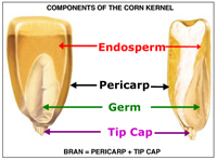 corn germ oil extraction