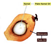 palm kernel oil production machinery