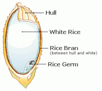 rice bran oil solvent and refinery