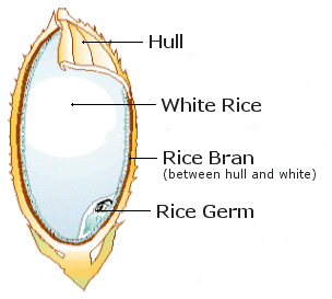 The Structure of Rice