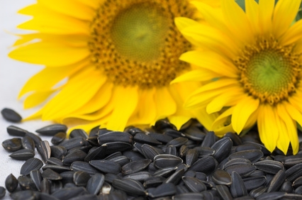 sunflower seed