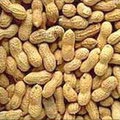groundnut