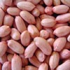 groundnut kernel