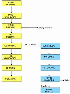 The General Process of Palm Oil Milling