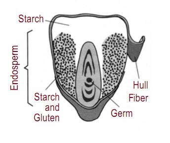 Corn Kernel